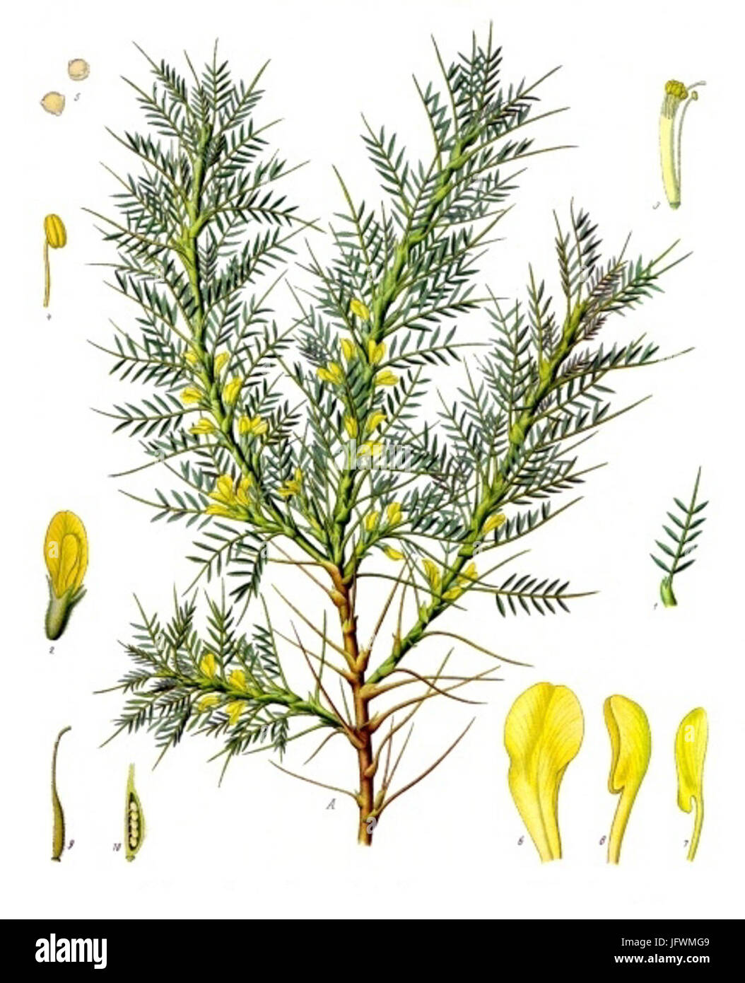 Astragalus brachycalyx Köhlers MedizinalPflanzen166 Stock Photo