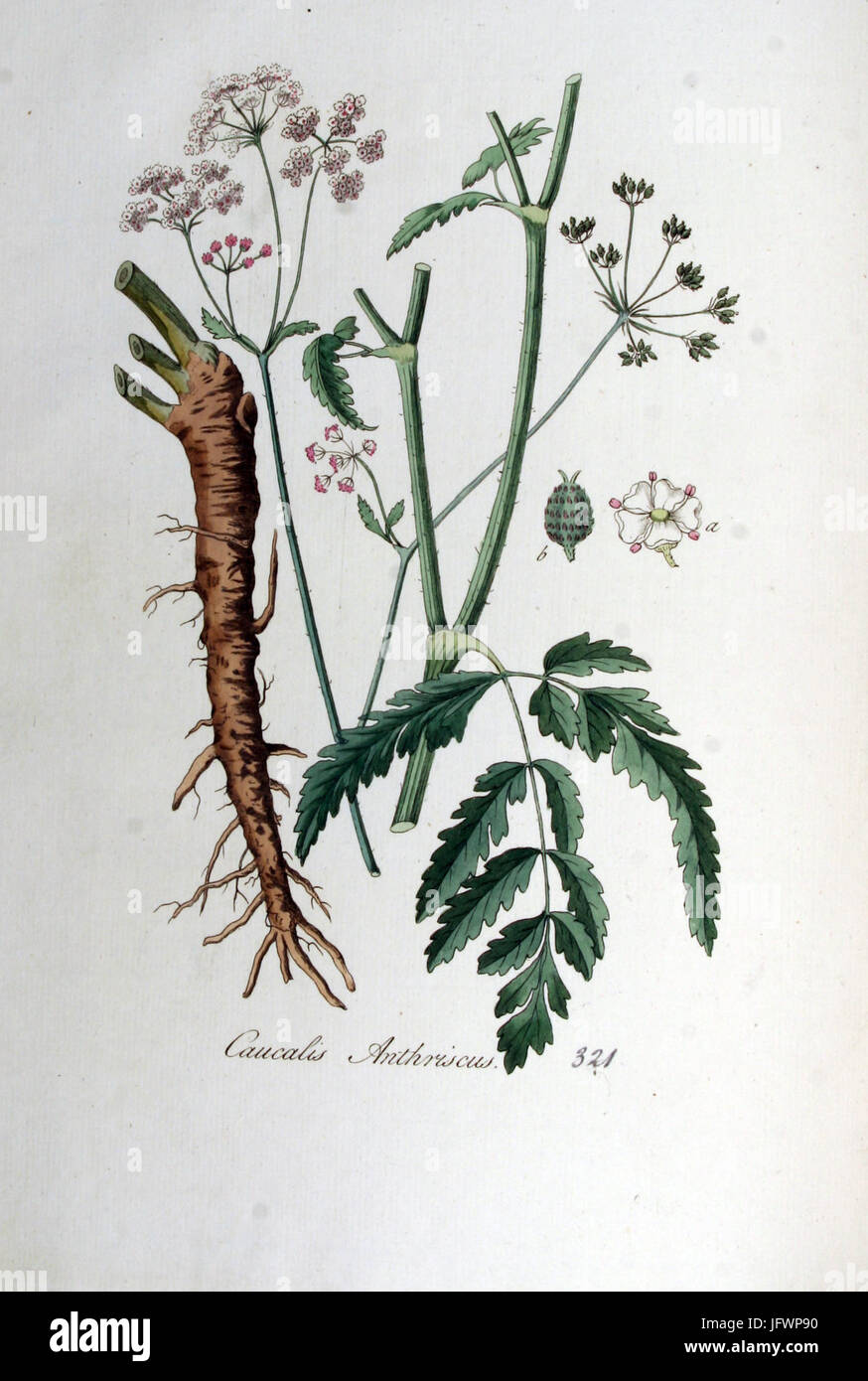 Caucalis anthriscus   Flora Batava   Volume v5 Stock Photo