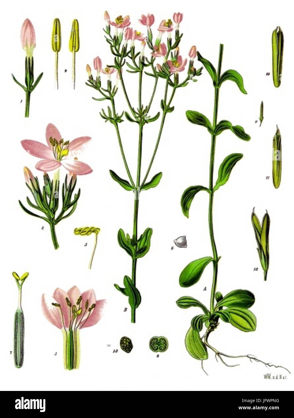 Centaurium erythraea - Köhler-s Medizinal-Pflanzen-058 Stock Photo