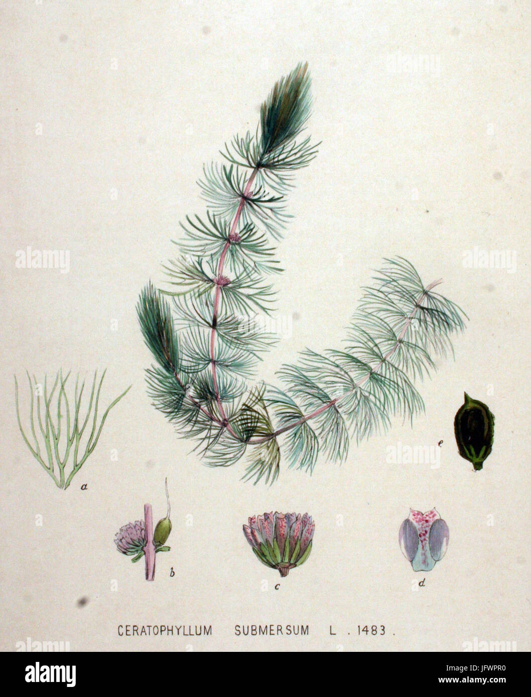 Ceratophyllum submersum   Flora Batava   Volume v19 Stock Photo