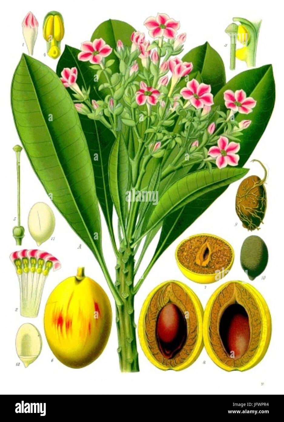 Cerbera tanghin - Köhler-s Medizinal-Pflanzen-176 Stock Photo
