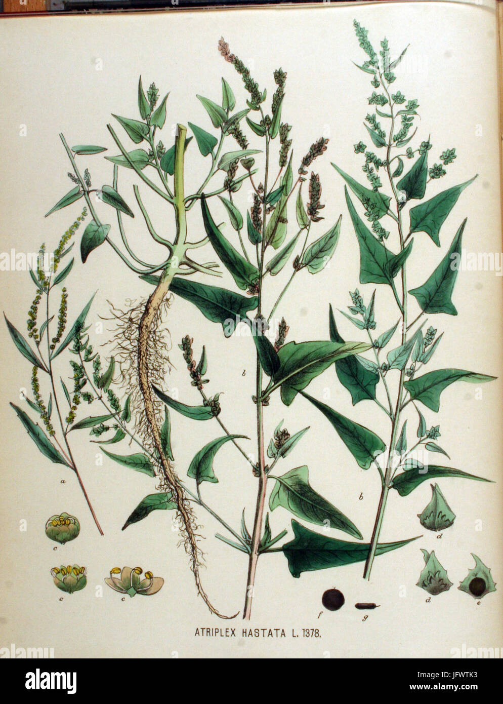 Atriplex hastata Flora Batava Volume v18 Stock Photo Alamy