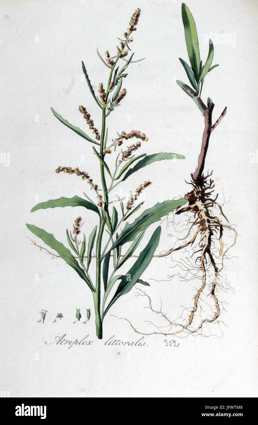 Atriplex littoralis   Flora Batava   Volume v5 Stock Photo