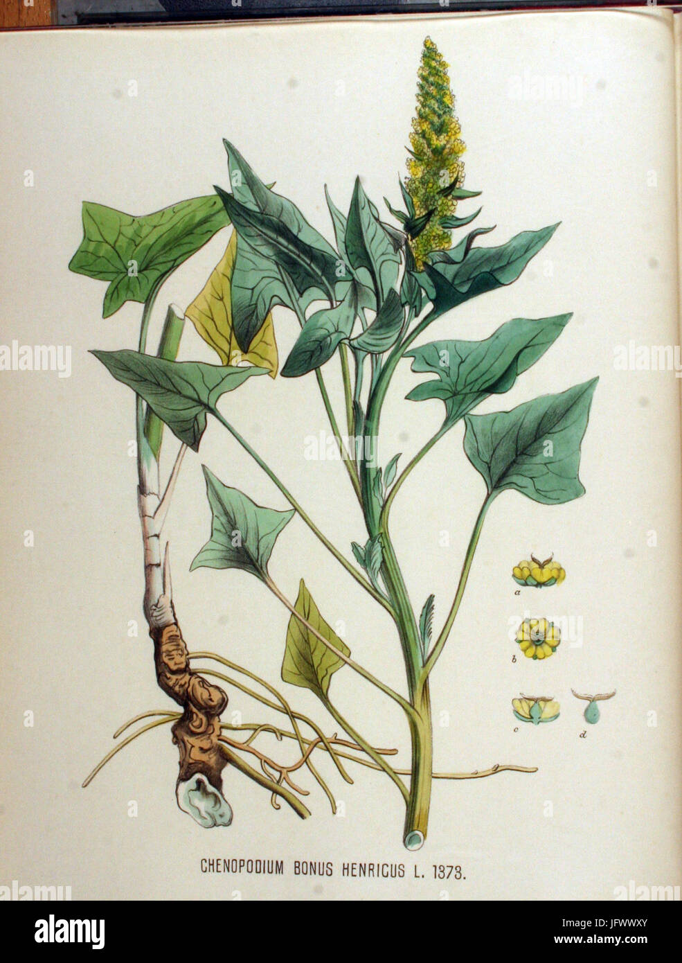 Chenopodium bonus-henricus   Flora Batava   Volume v18 Stock Photo