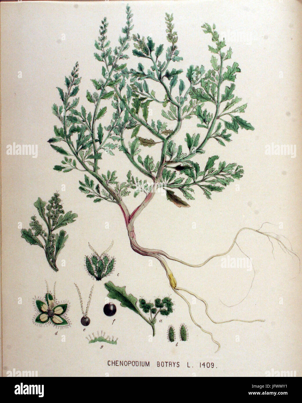 Chenopodium botrys   Flora Batava   Volume v18 Stock Photo
