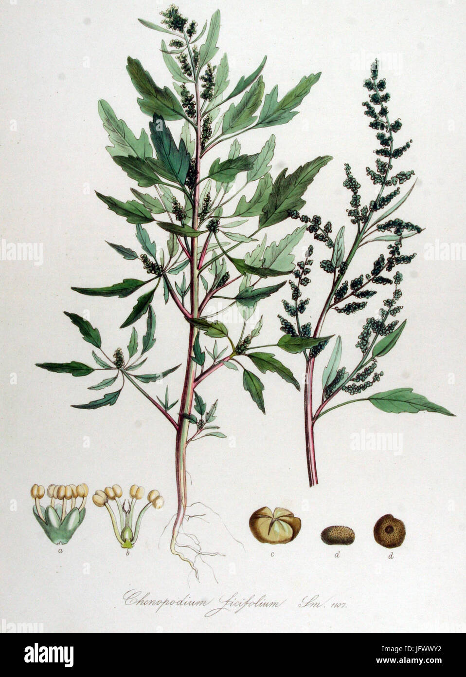 Chenopodium ficifolium   Flora Batava   Volume v14 Stock Photo