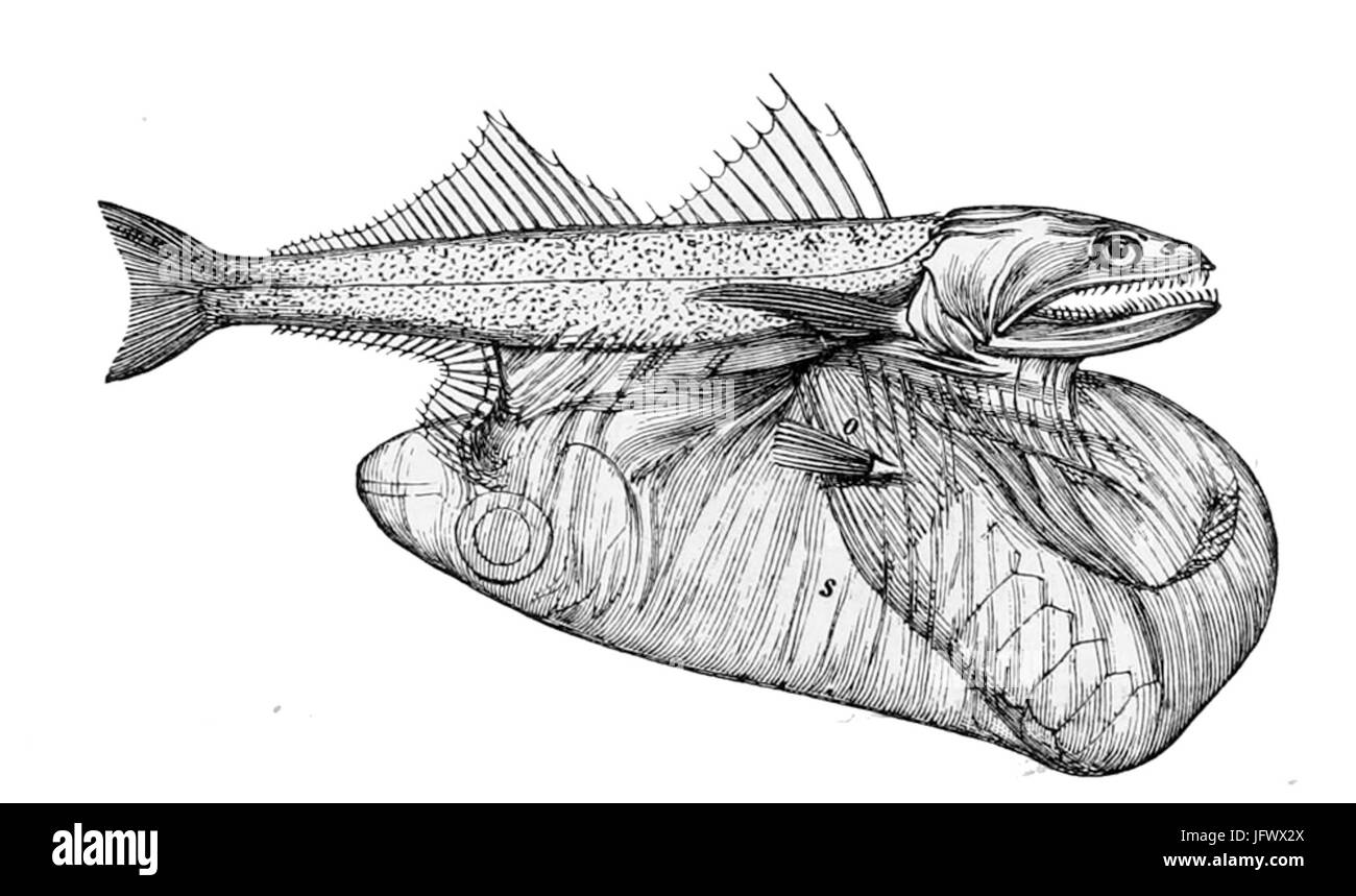 Chiasmodon niger1 Stock Photo