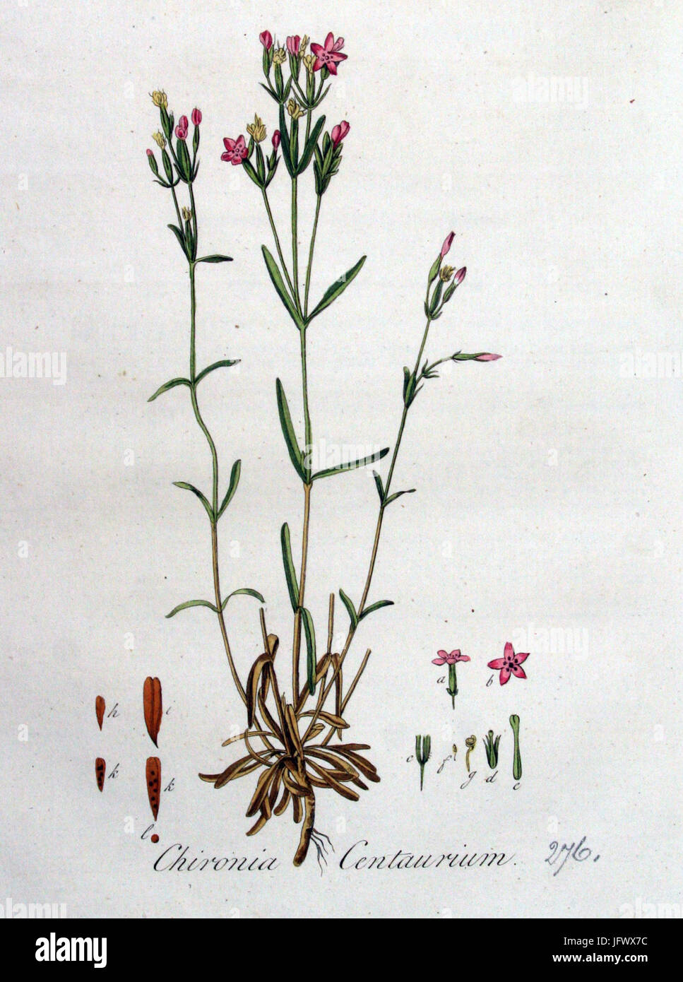 Chironia centaurium   Flora Batava   Volume v4 Stock Photo