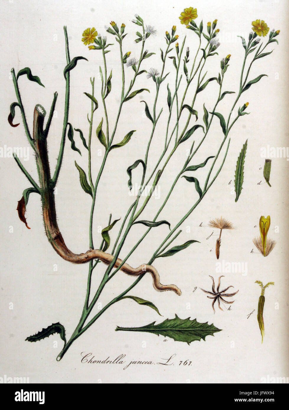 Chondrilla juncea   Flora Batava   Volume v10 Stock Photo