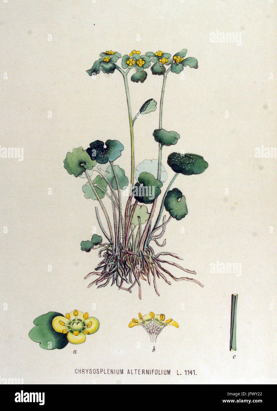 Asian flora documentation hi-res stock photography and images - Alamy