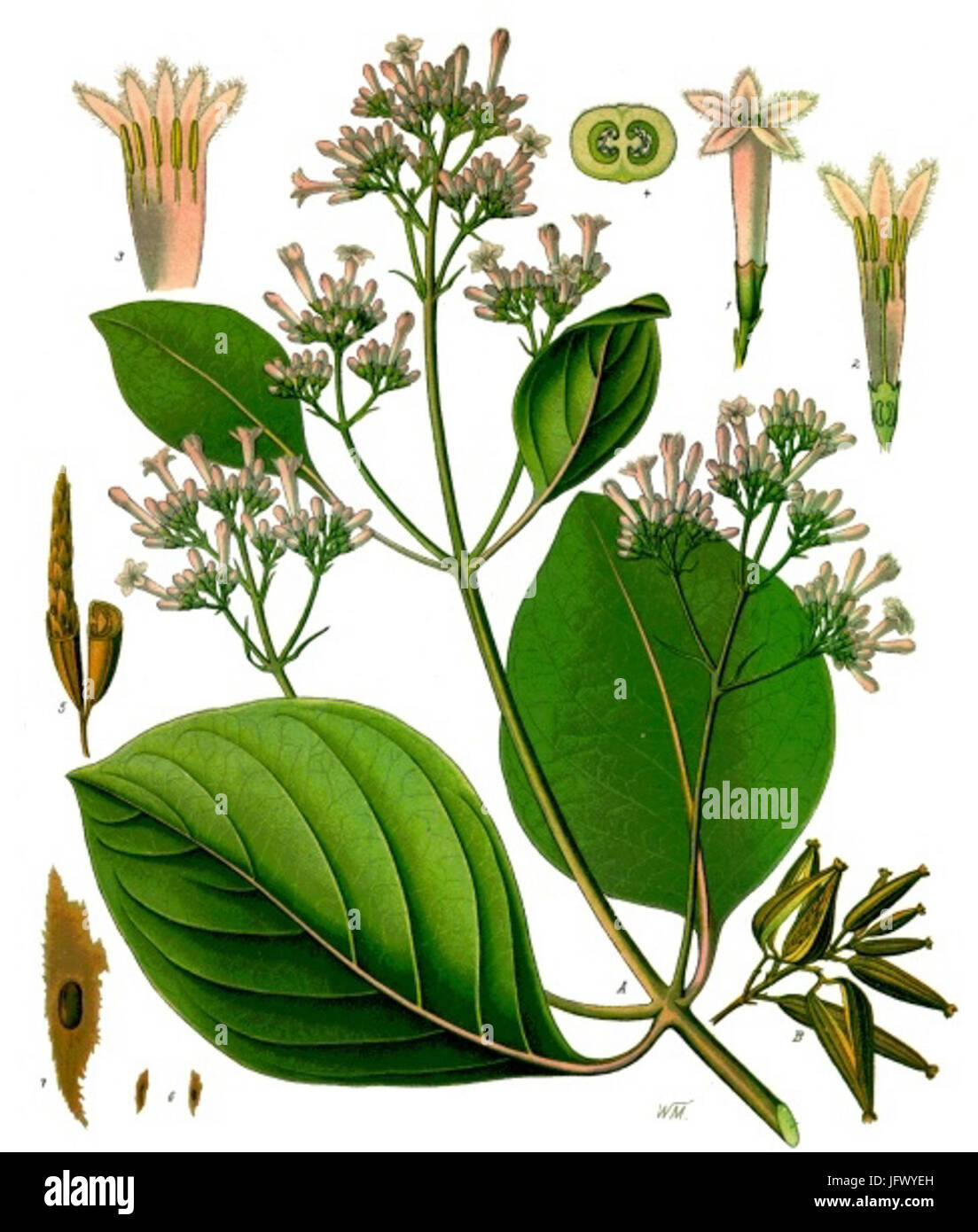 Cinchona pubescens - Köhler-s Medizinal-Pflanzen-161 Stock Photo