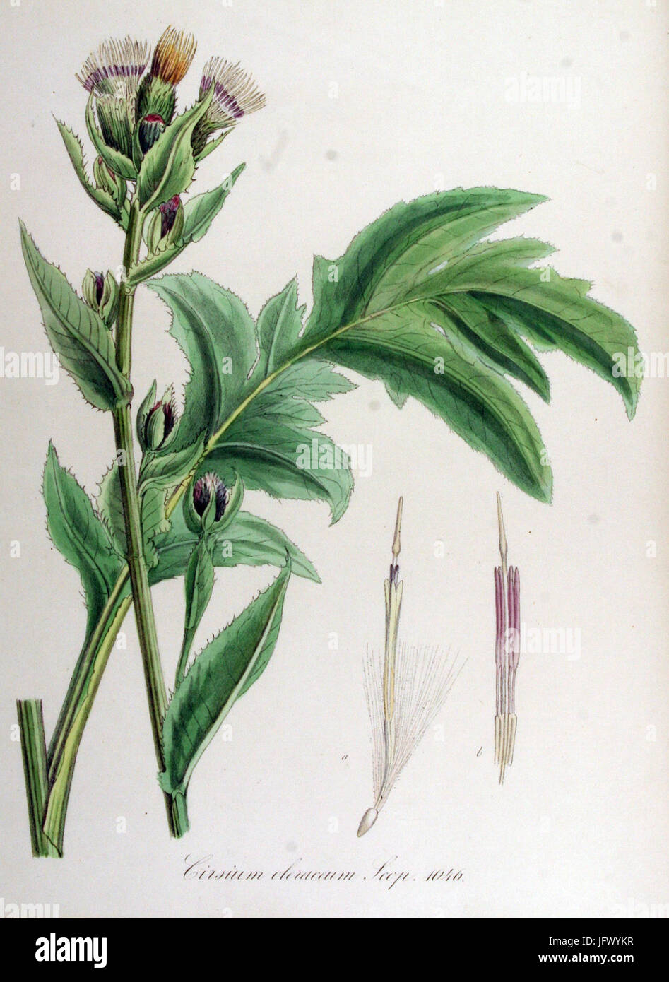 Cirsium oleraceum   Flora Batava   Volume v14 Stock Photo