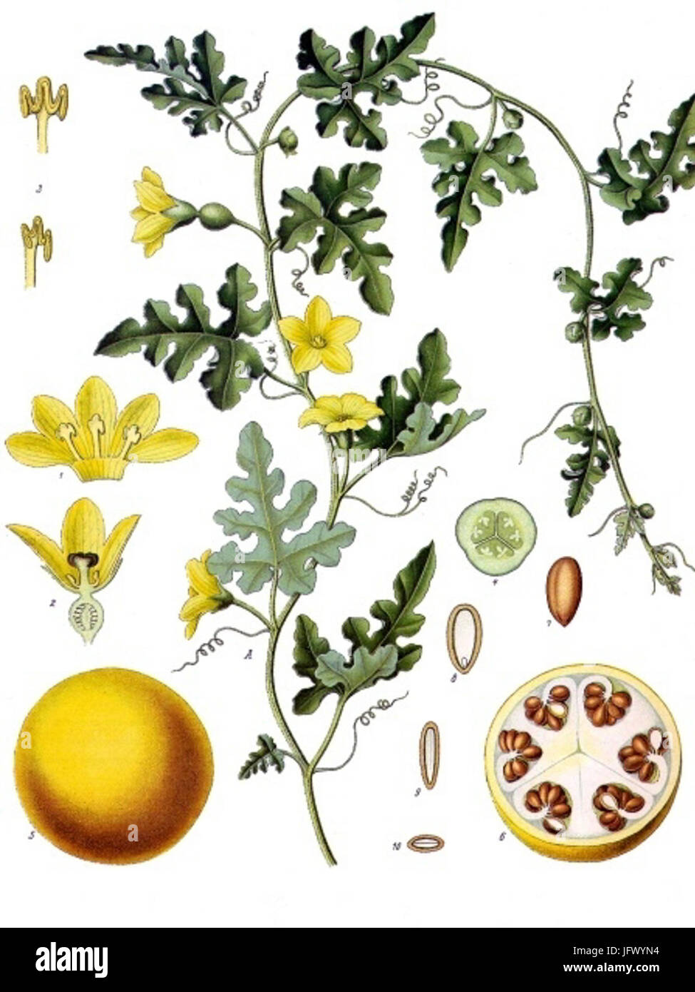 10x Koloquinte Samen (Citrullus Colocynthis) – Natürliche Nagetierabwehr & Exotische Gartenpflanze