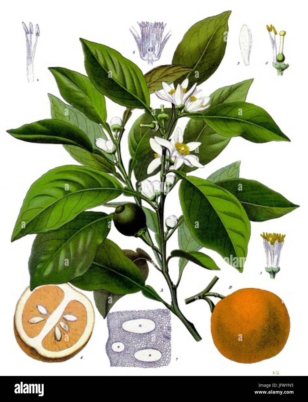 Citrus aurantium - Köhler-s Medizinal-Pflanzen-042 Stock Photo