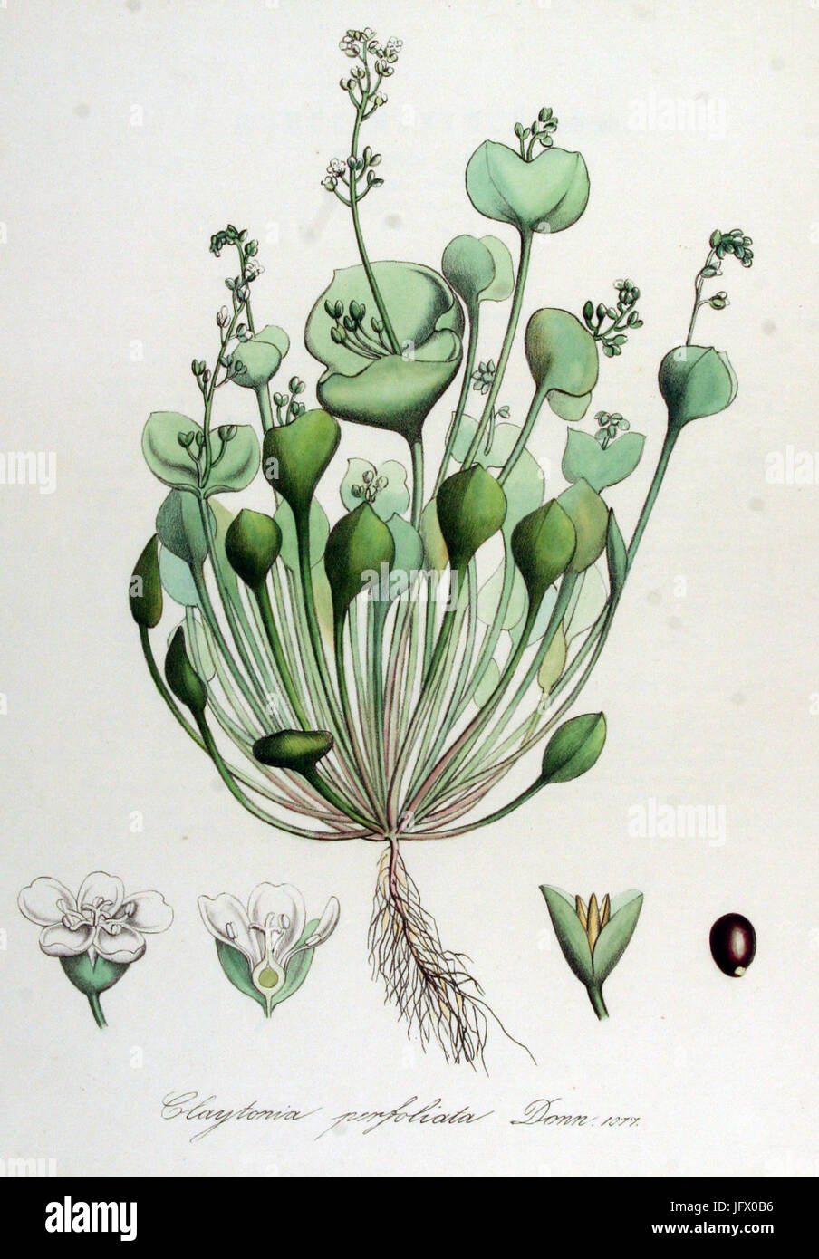 Claytonia perfoliata   Flora Batava   Volume v14 Stock Photo