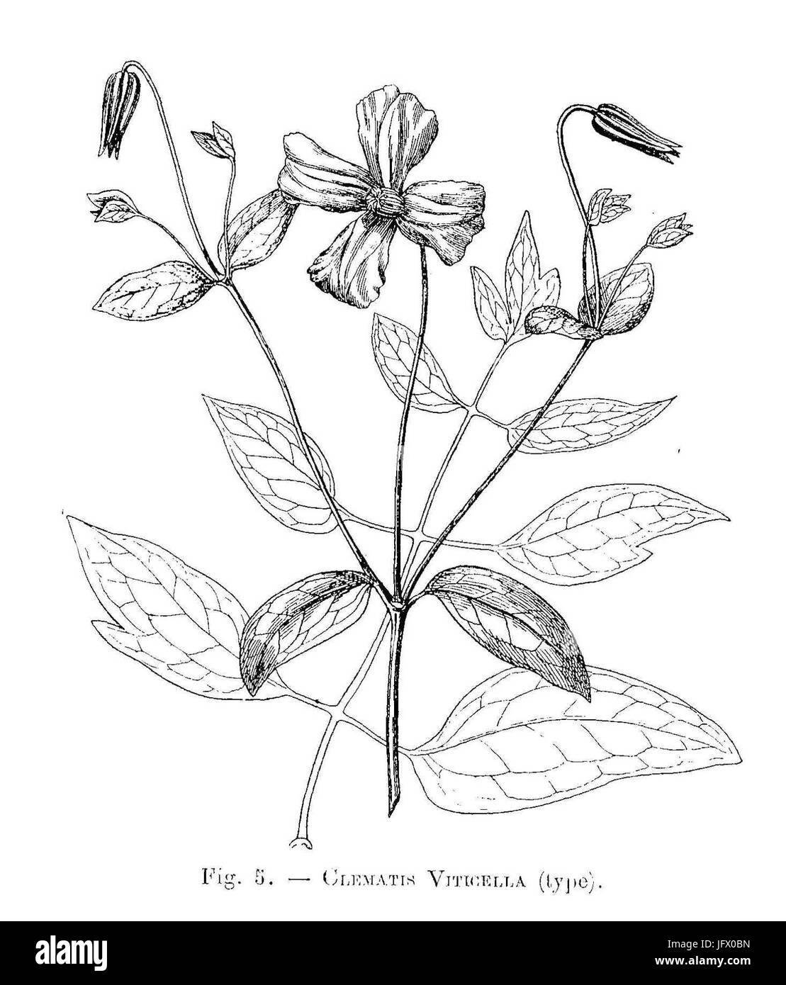 Clematis viticella (type dessiné) Stock Photo
