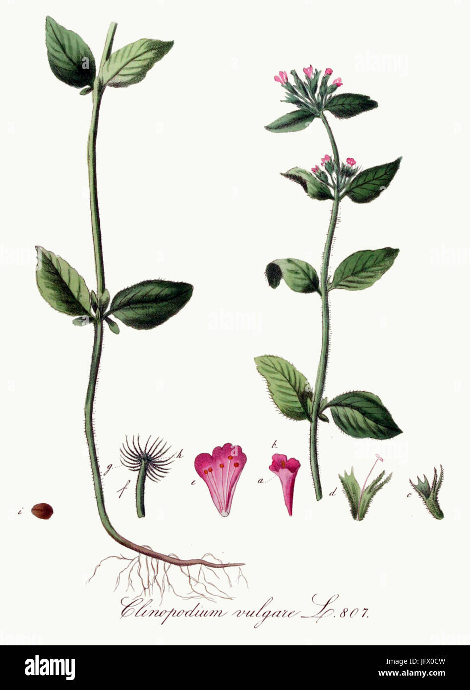 Clinopodium vulgare   Flora Batava   Volume v11 Stock Photo