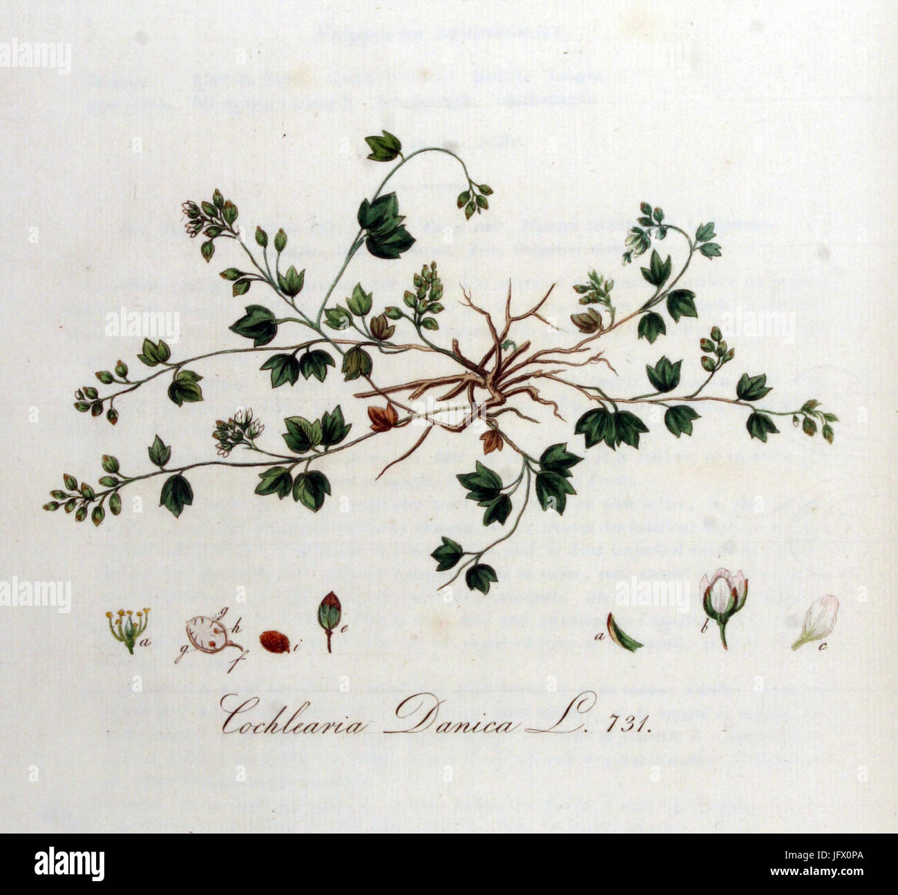 An illustration or description of *Cochlearia danica*, a plant species ...