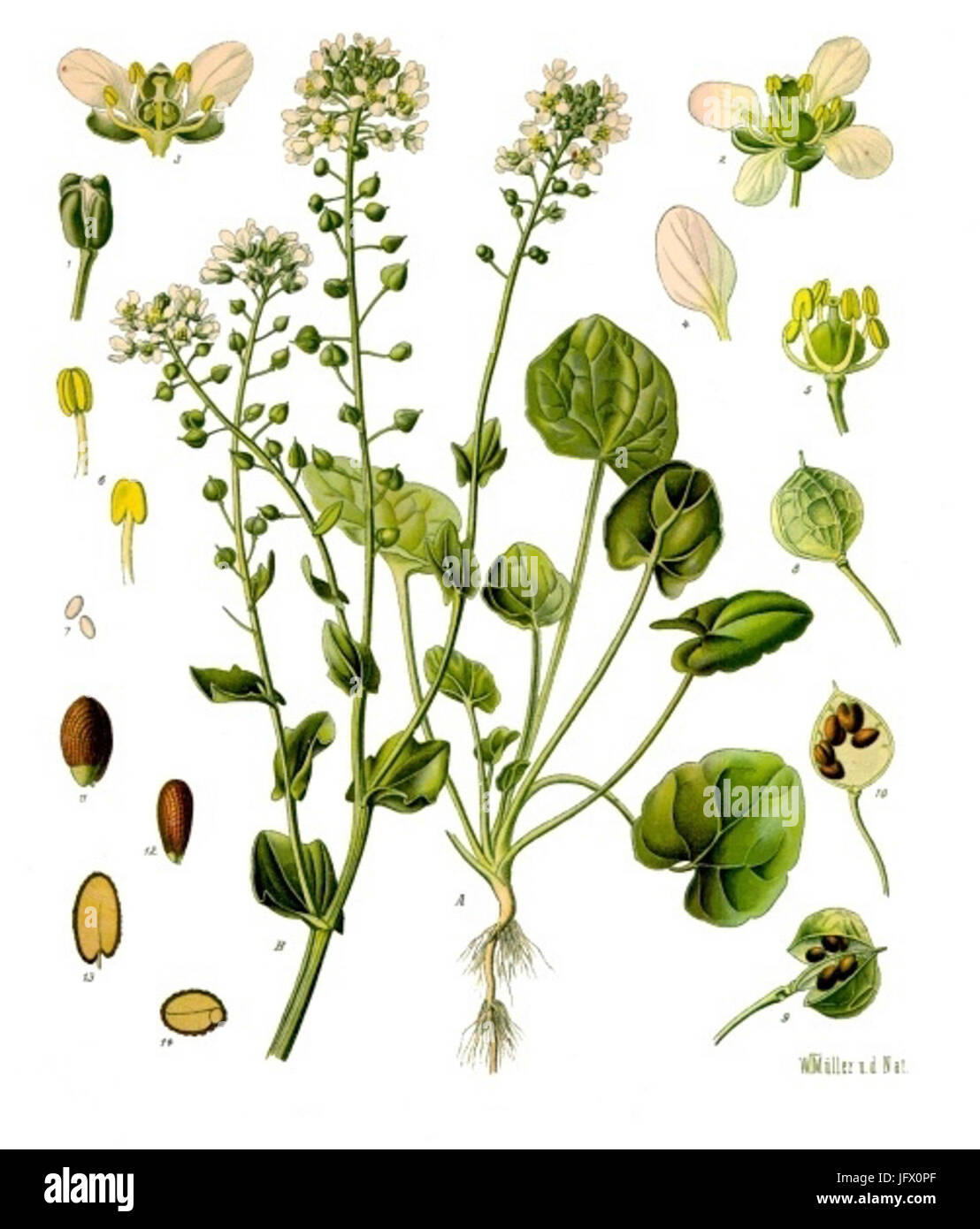 Cochlearia officinalis - Köhler-s Medizinal-Pflanzen-186 Stock Photo