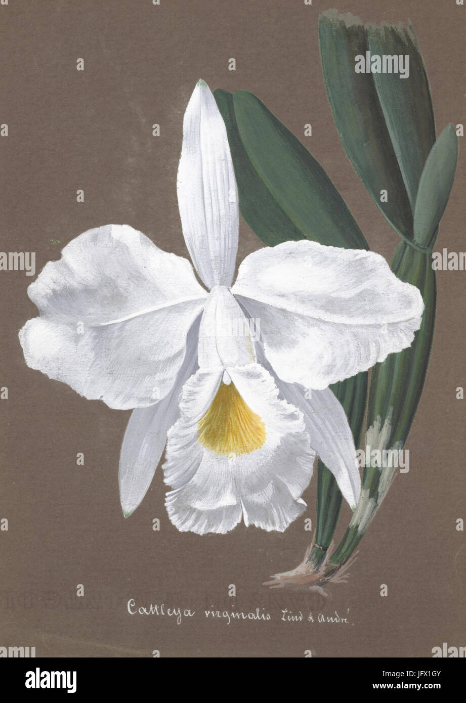 FAUNE ET FLORE UNIQUE LE MOZAMBIQUE - Association Stéphane Florange
