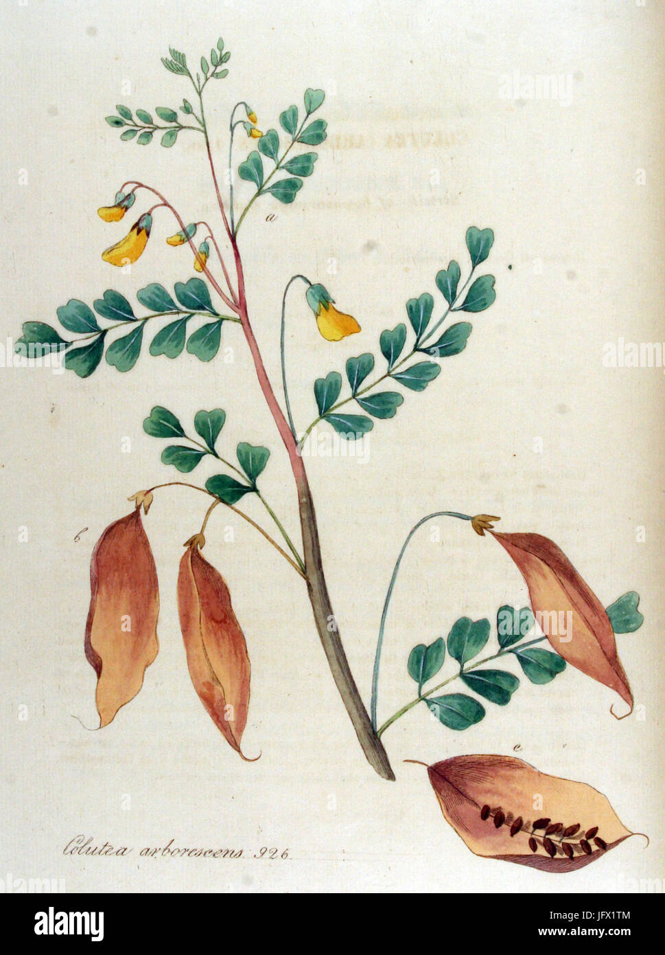 Colutea arborescens   Flora Batava   Volume v12 Stock Photo