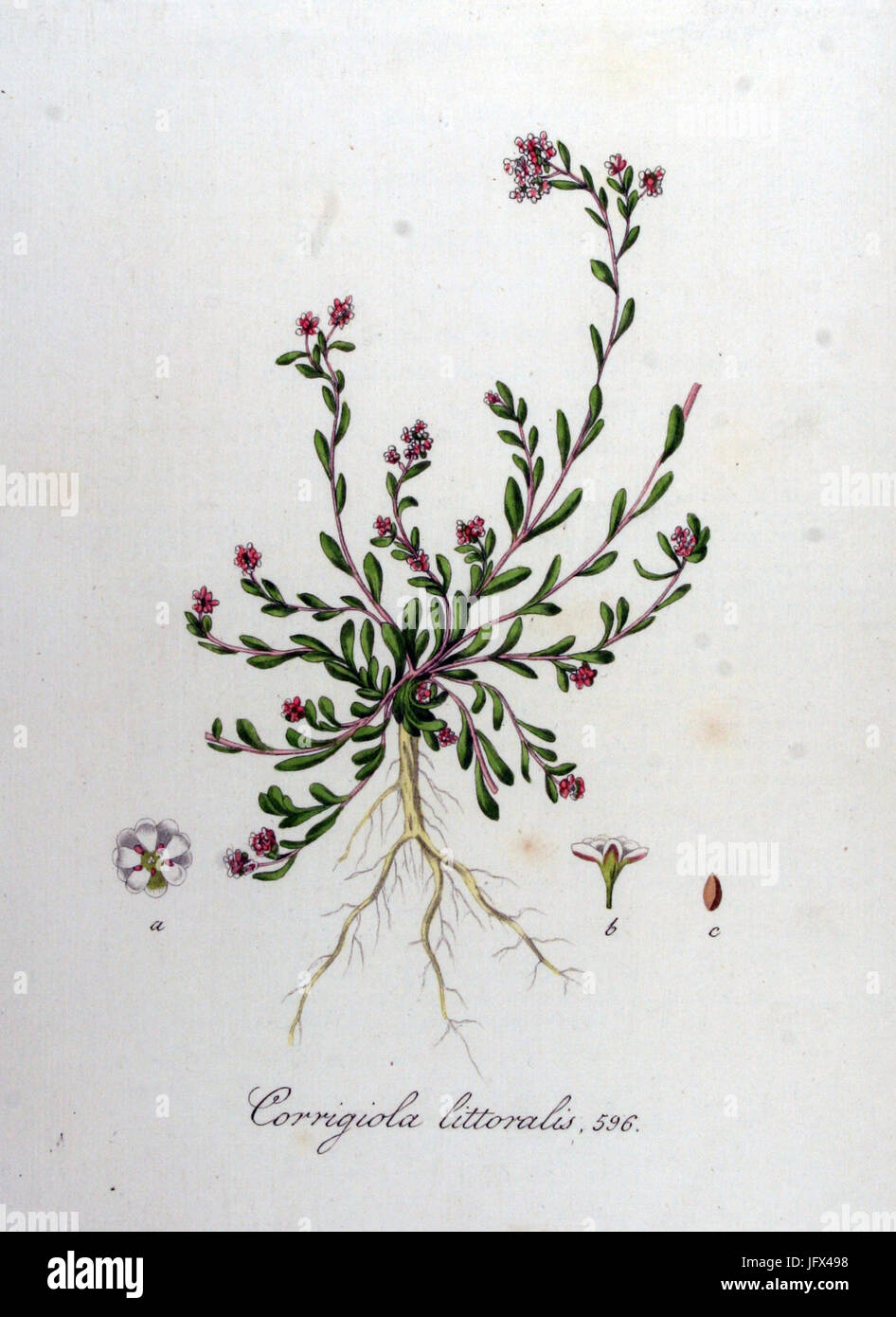 Corrigiola littoralis   Flora Batava   Volume v8 Stock Photo