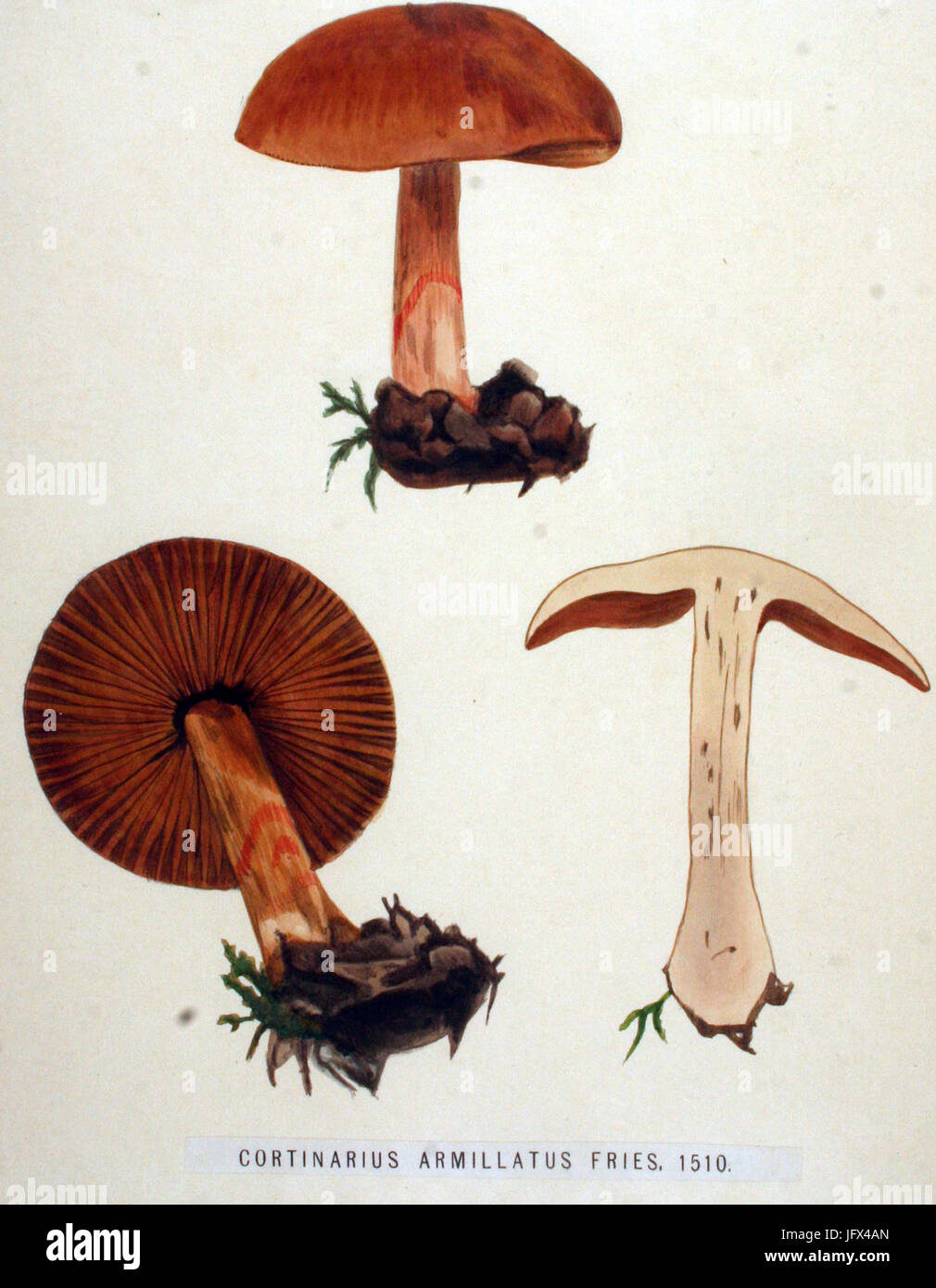 Cortinarius armillatus   Flora Batava   Volume v19 Stock Photo