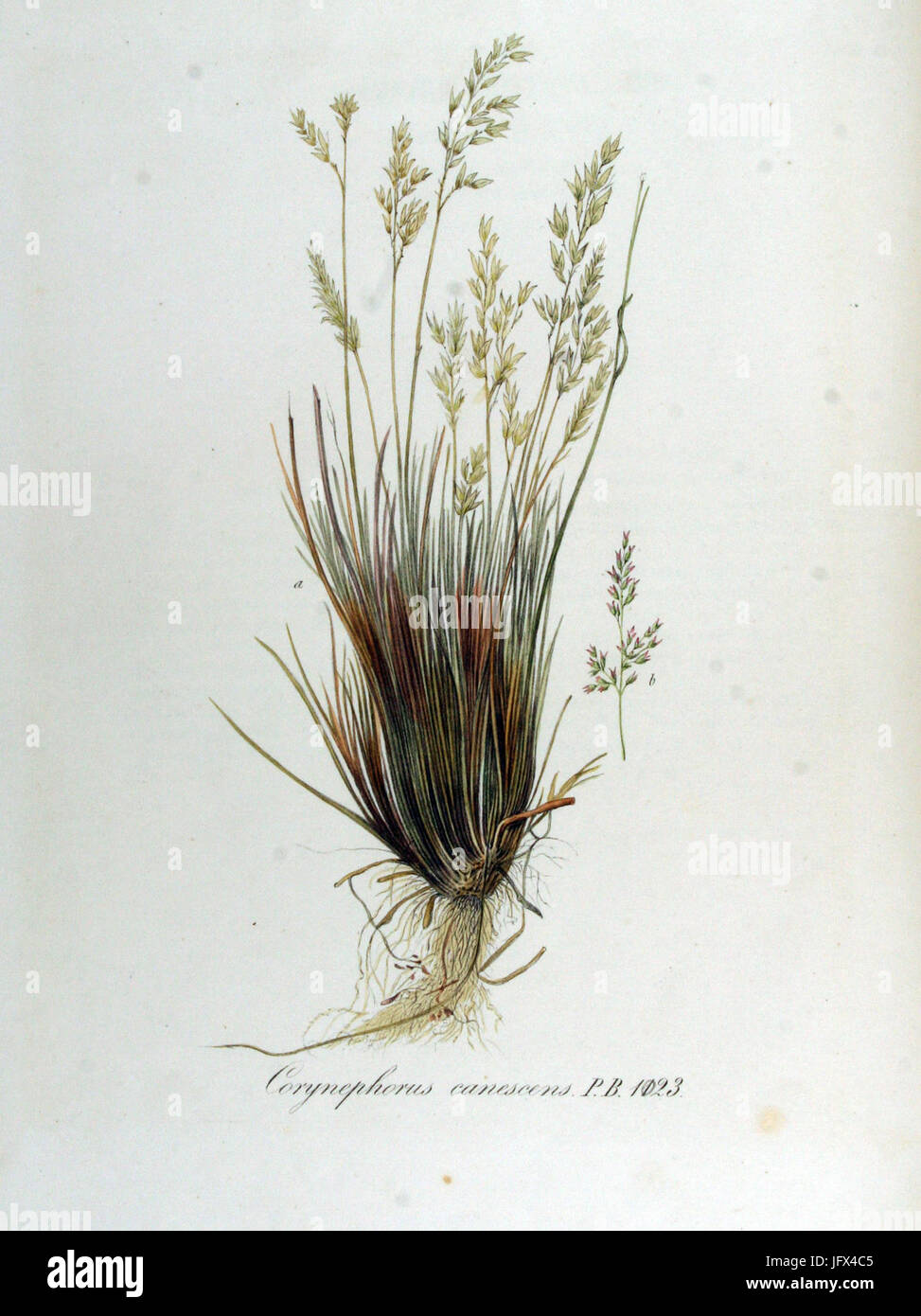 Corynephorus canescens   Flora Batava   Volume v13 Stock Photo