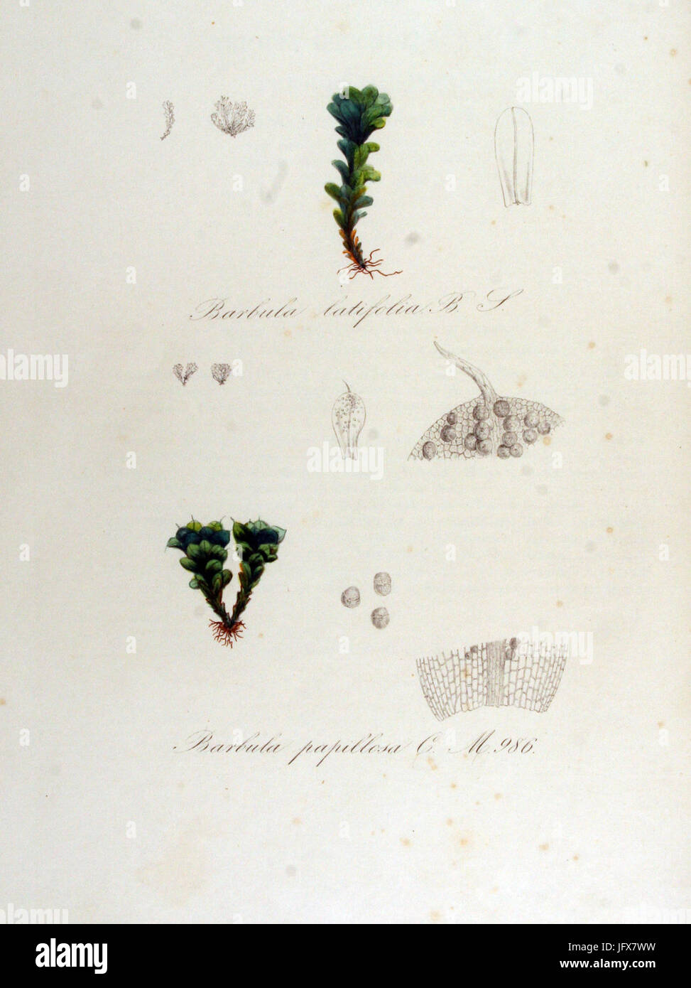 Barbula latifolia   Flora Batava   Volume v13 Stock Photo