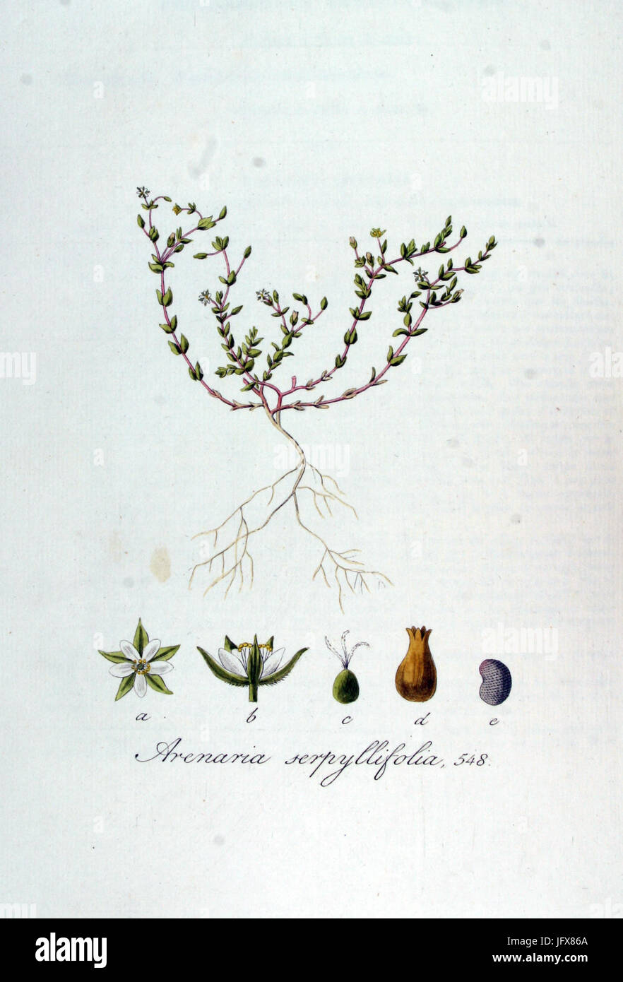 Arenaria serpyllifolia   Flora Batava   Volume v7 Stock Photo