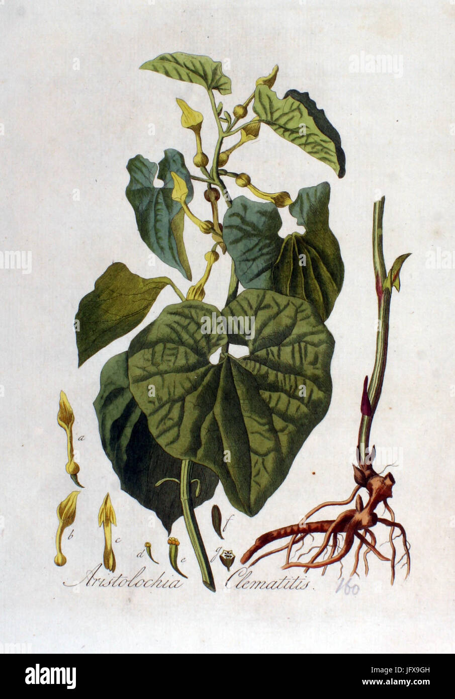 Aristolochia clematitis   Flora Batava   Volume v2 Stock Photo