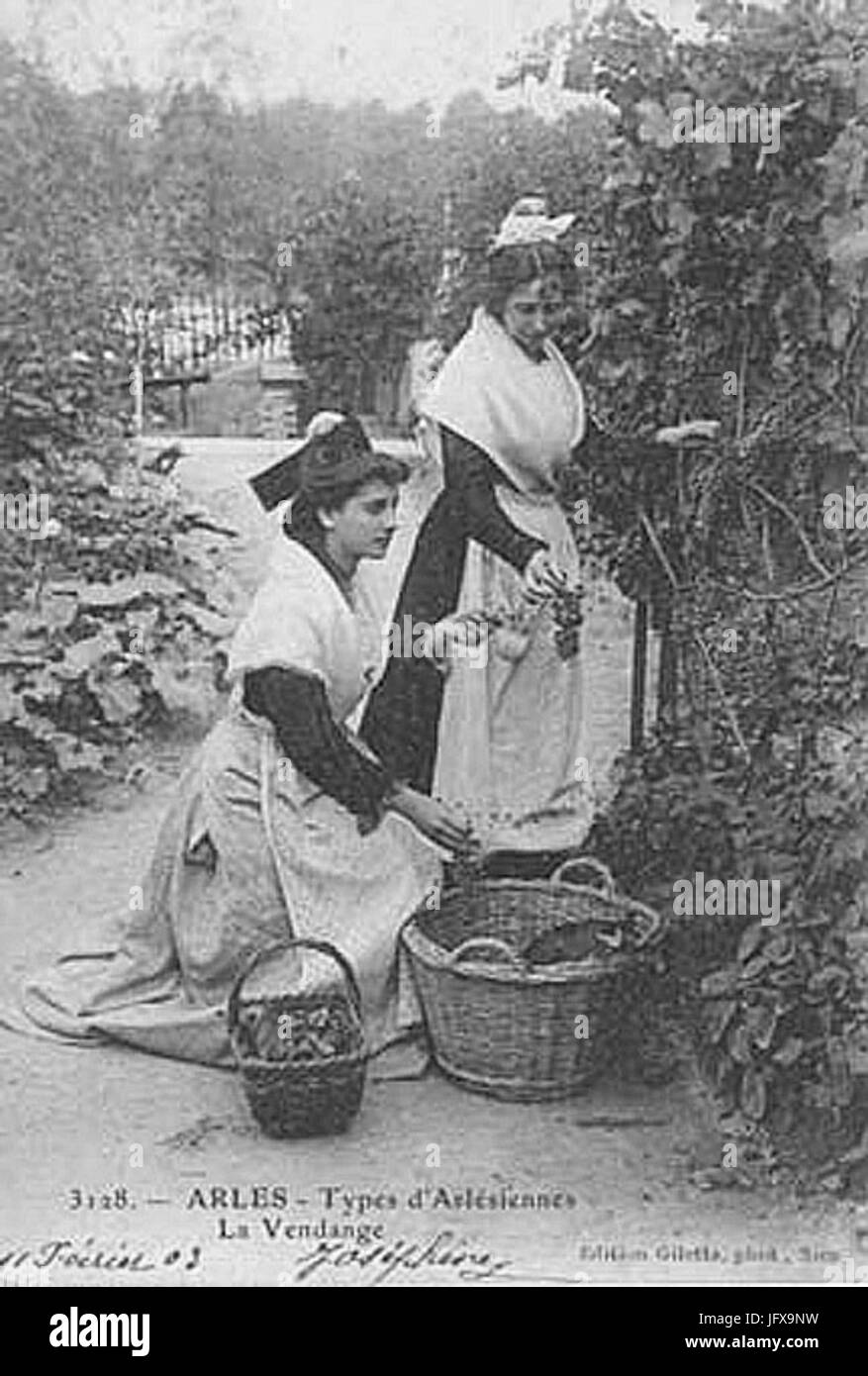 Arlésiennes vendangeant 1903 Stock Photo