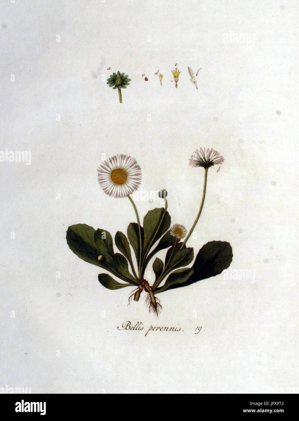 Bellis perennis   Flora Batava   Volume v1 Stock Photo
