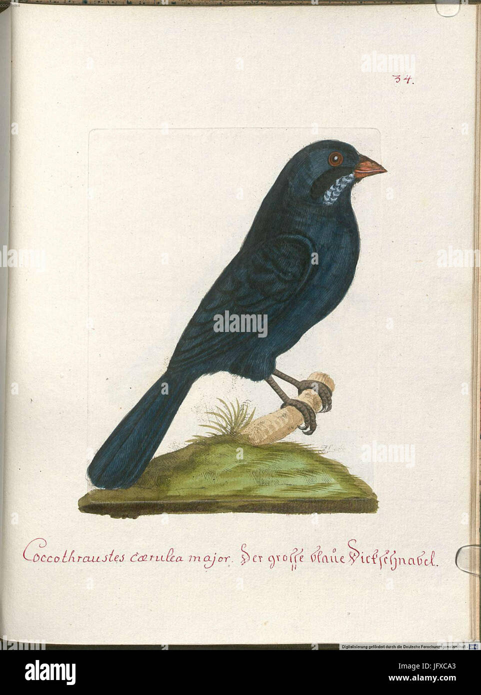 Beytrag zur Naturgeschichte der Vögel 6 Tafel 34 Stock Photo