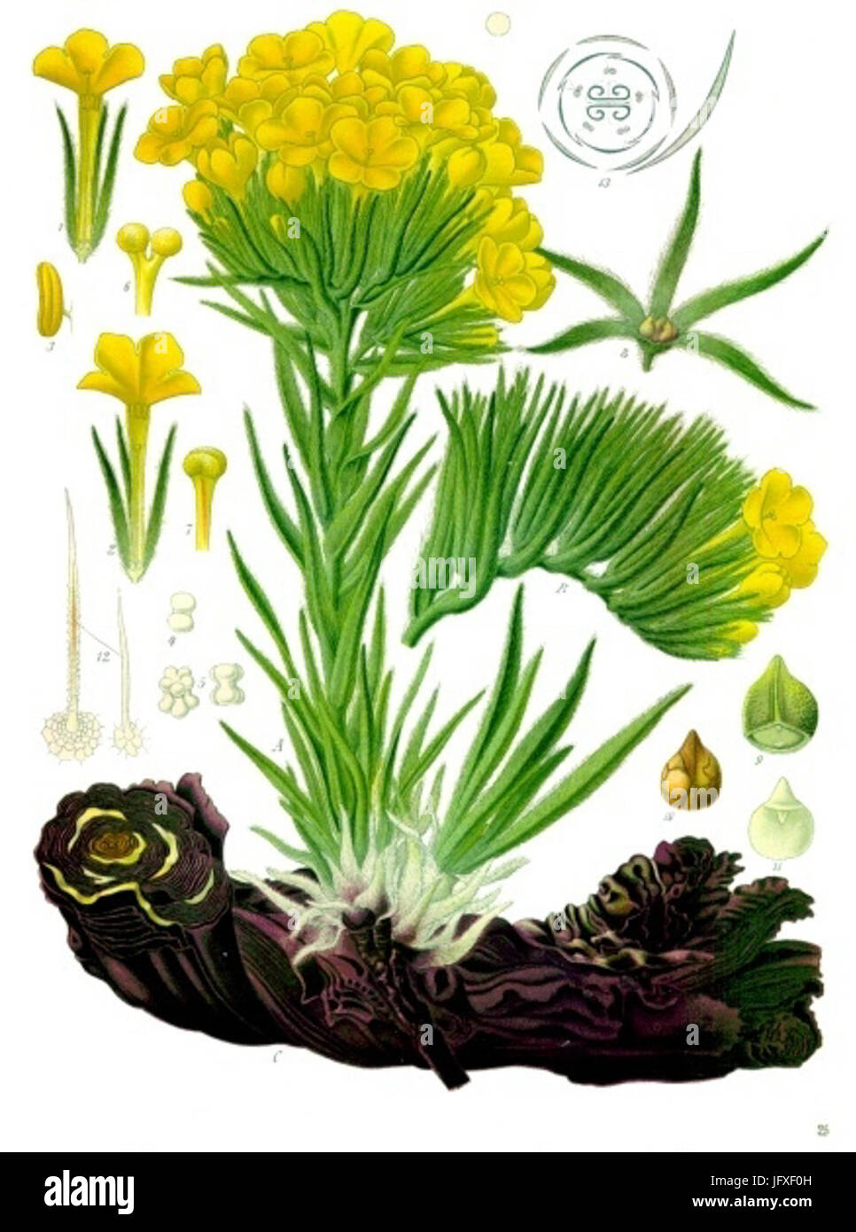 Arnebia densiflora - Köhler-s Medizinal-Pflanzen- 0 Stock Photo