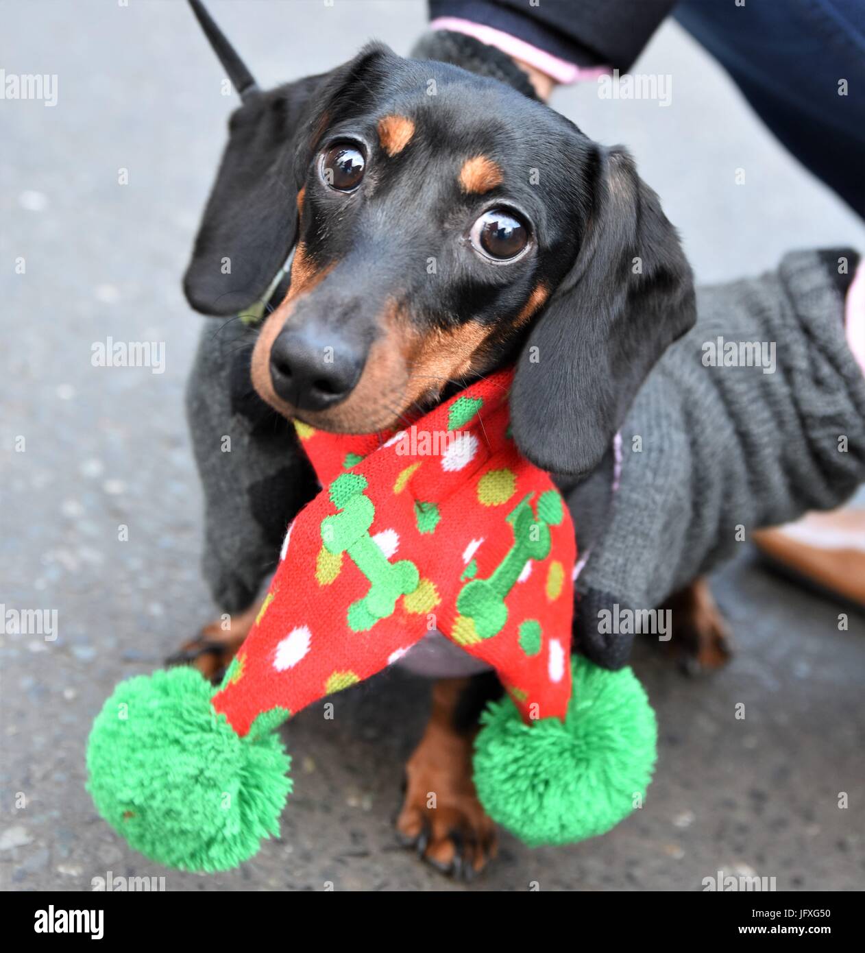 A festively dressed dachshund is walked through the 2016 Banbury Christmas market. Stock Photo