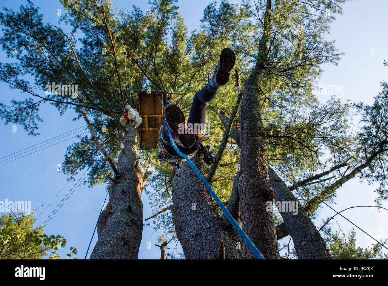 A member of Camp White Pine ascends rope to a platform dozens of feet above ground. The tree-sit directly resists eminent domain efforts by Energy Transfer Partners resulting in delays on clear cutting. Stock Photo
