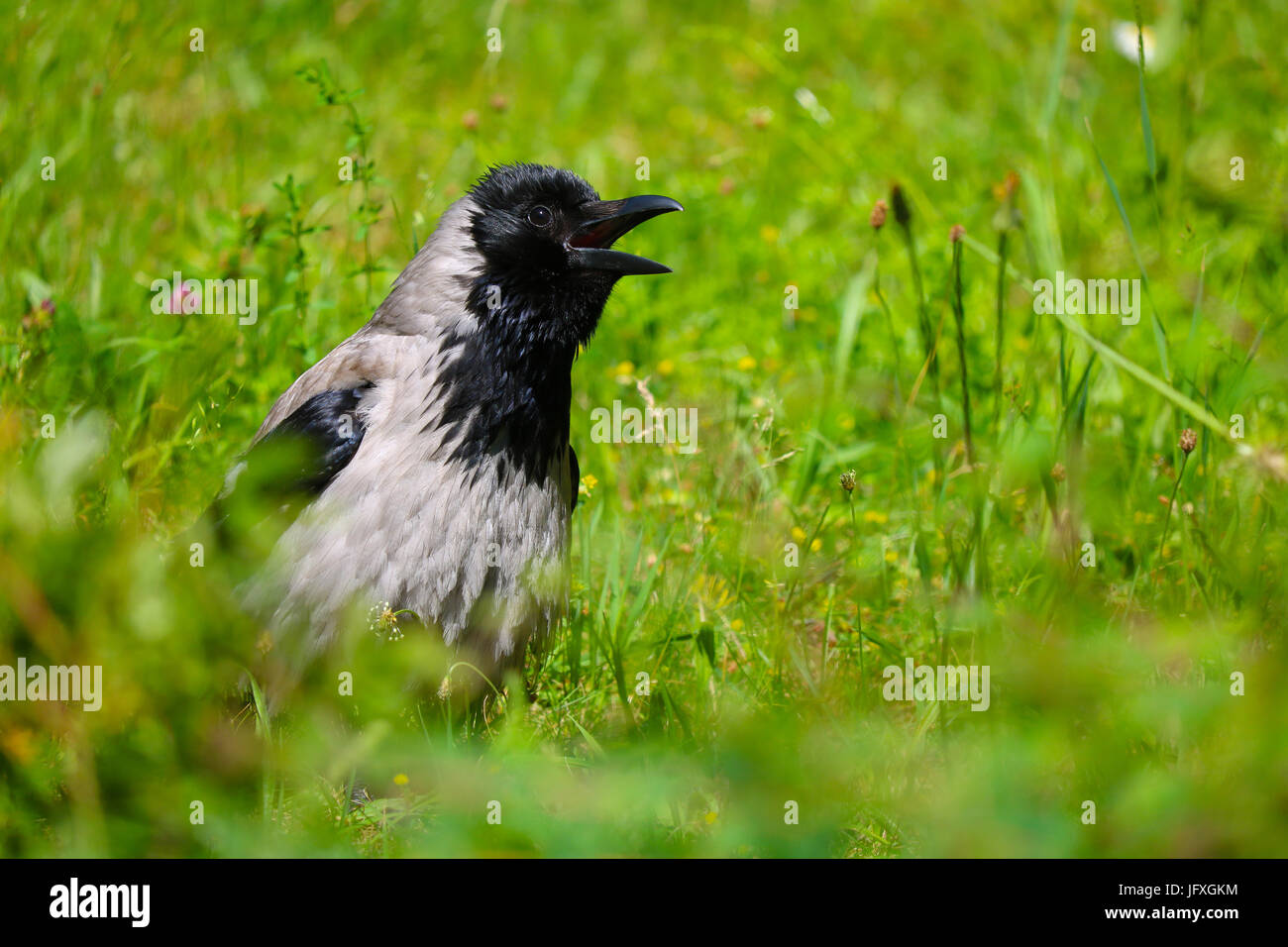 croaking twittering crow bird sitting on a green summer meadow in a park in berlin Stock Photo