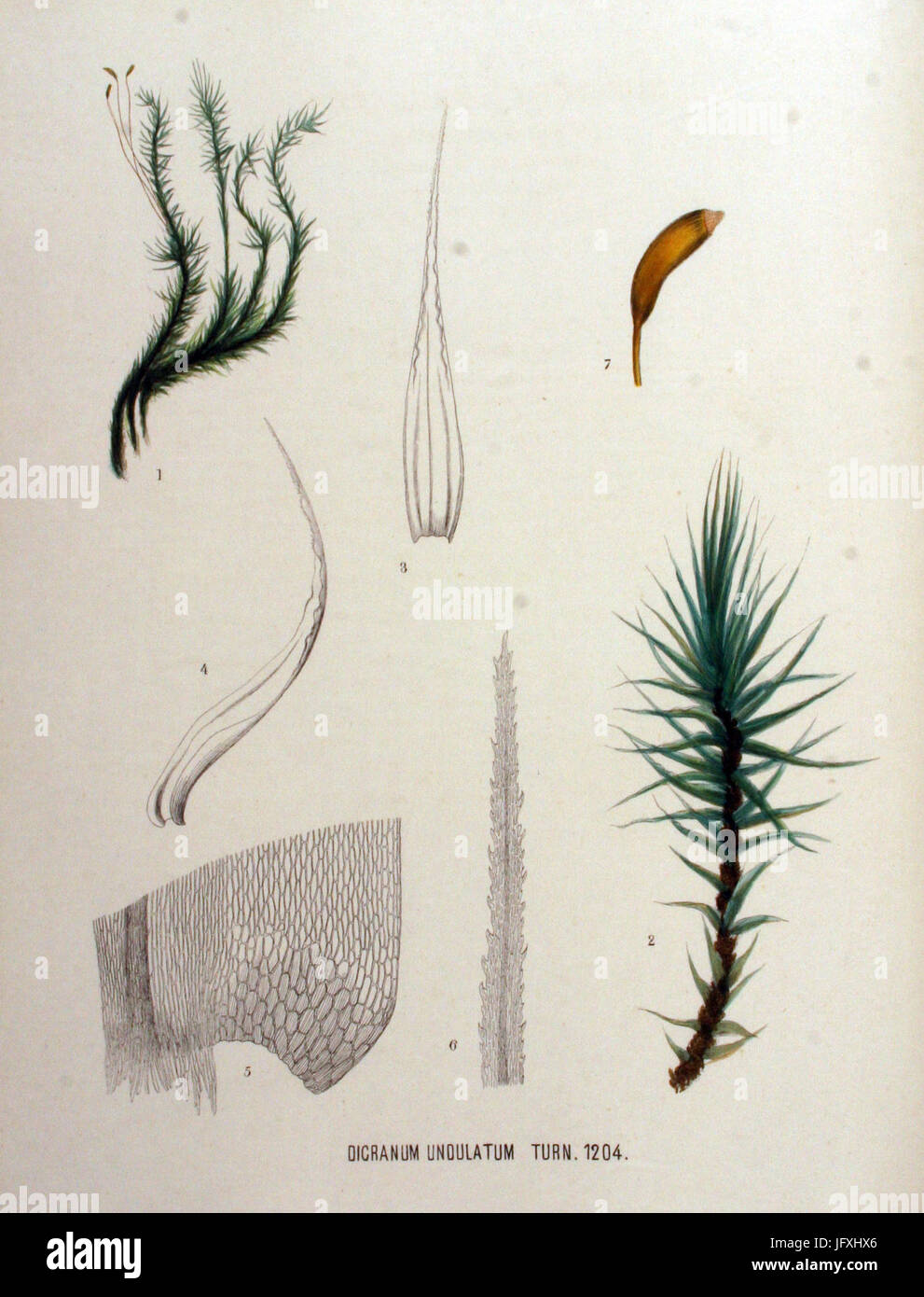 Dicranum undulatum   Flora Batava   Volume v16 Stock Photo