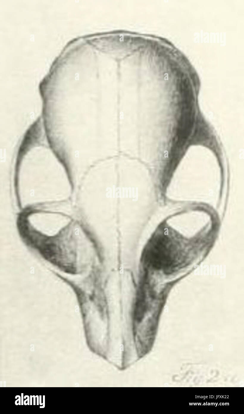 Crâne Cheirogaleus adipicaudatus 2 Stock Photo Alamy