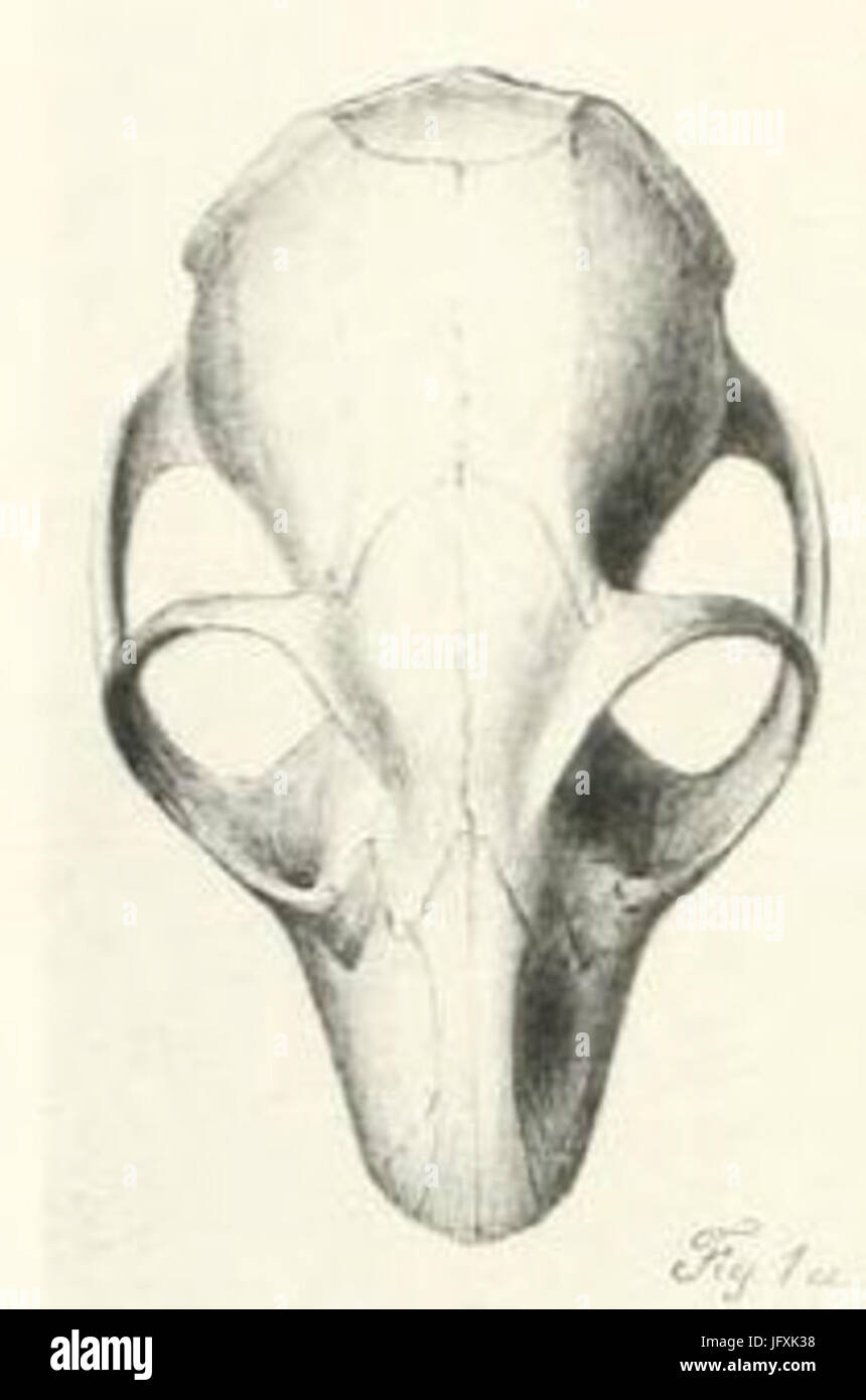 Crâne Cheirogaleus major 1 Stock Photo Alamy