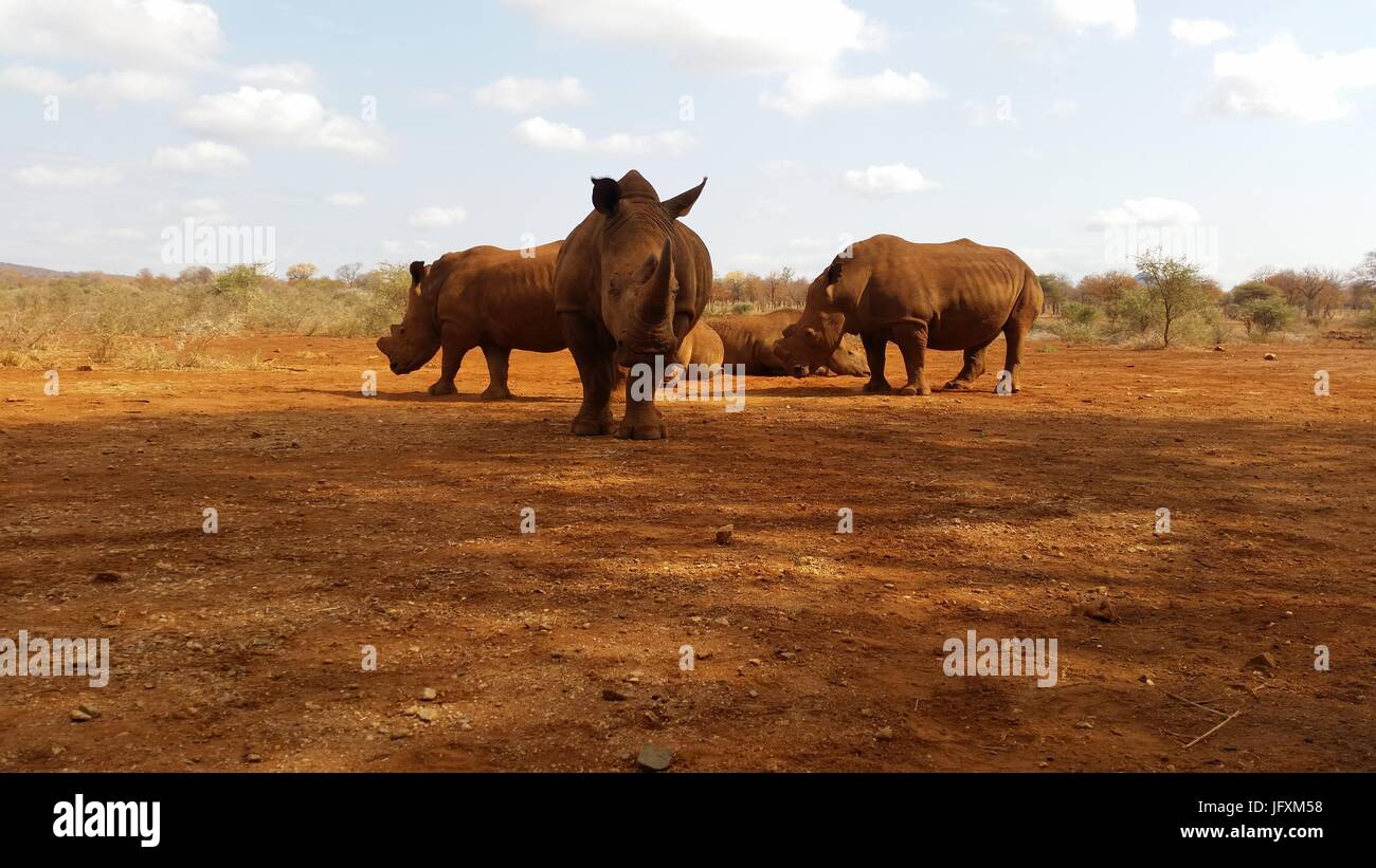 Rhino ranger hi-res stock photography and images - Alamy