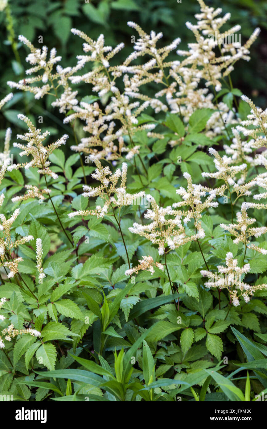 White astilbe japonica 'Washington' Stock Photo
