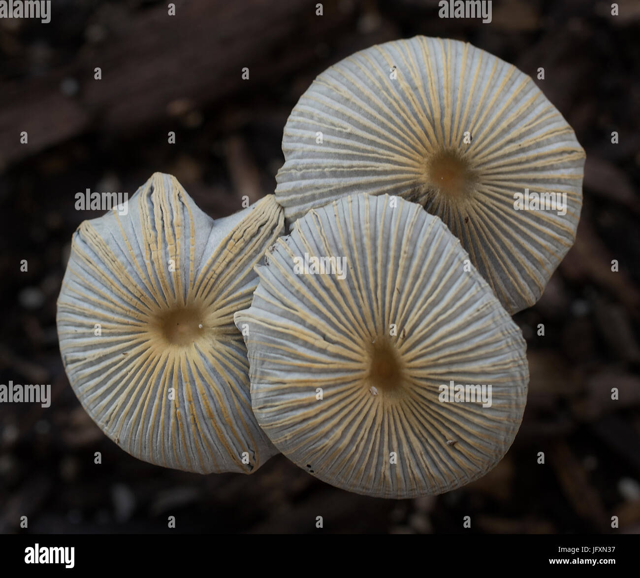 Marasmus mushrooms (Marasmioid Mushrooms). Stock Photo