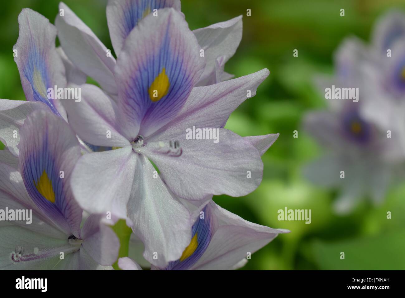 Orchid light blue background hi-res stock photography and images - Alamy