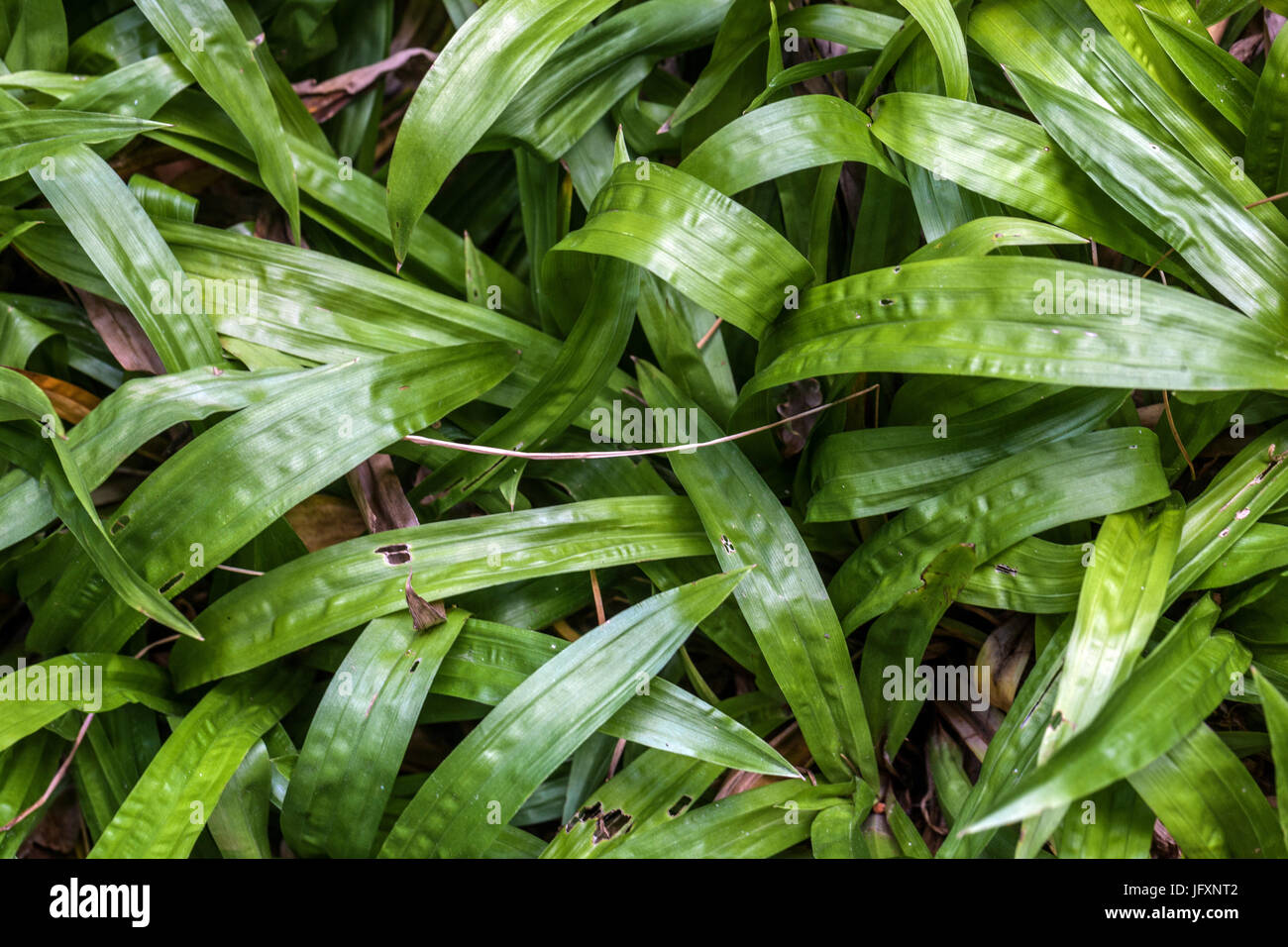 Carex plantaginea, Sedge grass Stock Photo