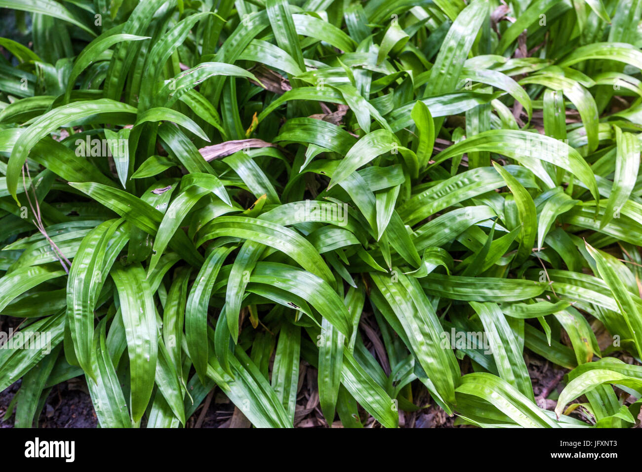 Carex plantaginea, Sedge grass Stock Photo