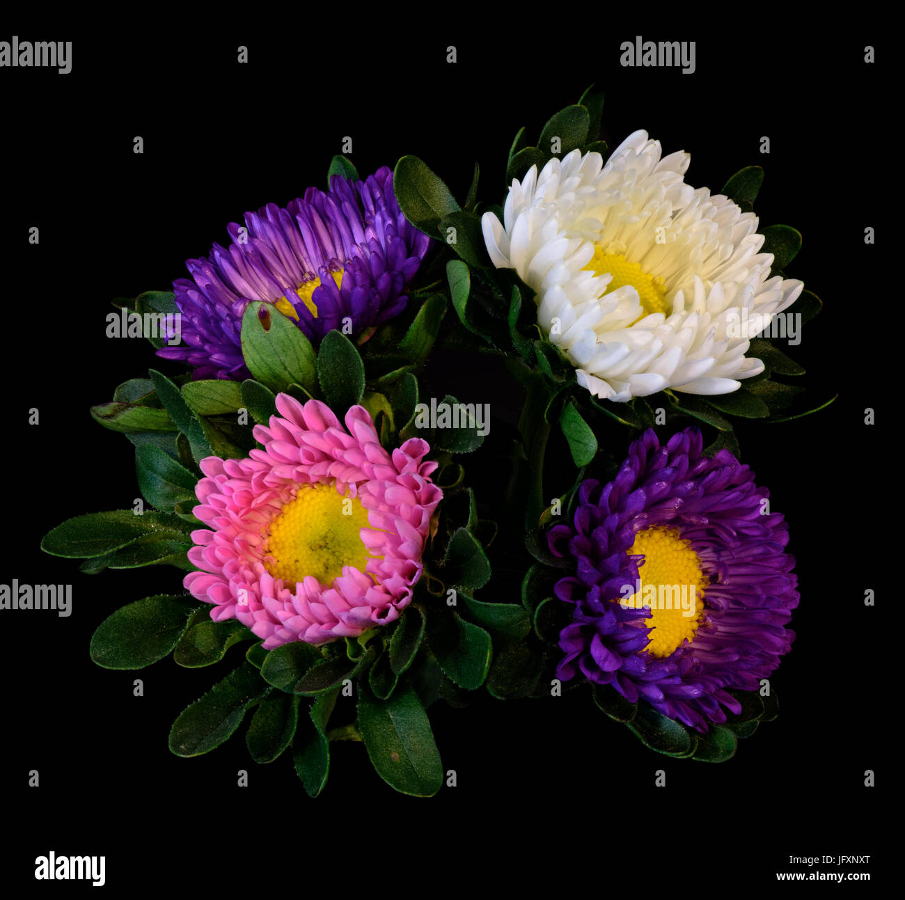 Fine art floral color macro of a quartet of pink white violet yellow china aster blossoms with green leaves isolated on black background in vivid colo Stock Photo