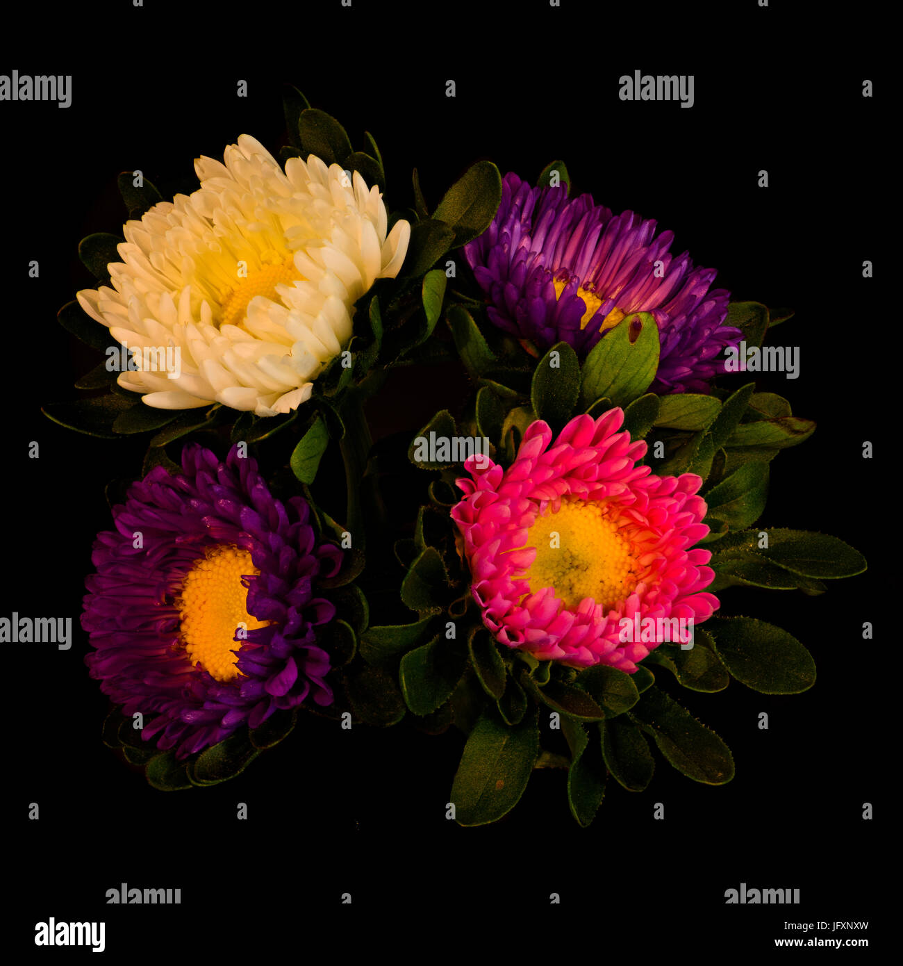 Fine art floral color macro of a quartet of pink white violet yellow china aster blossoms with green leaves isolated on black background in warm sunli Stock Photo