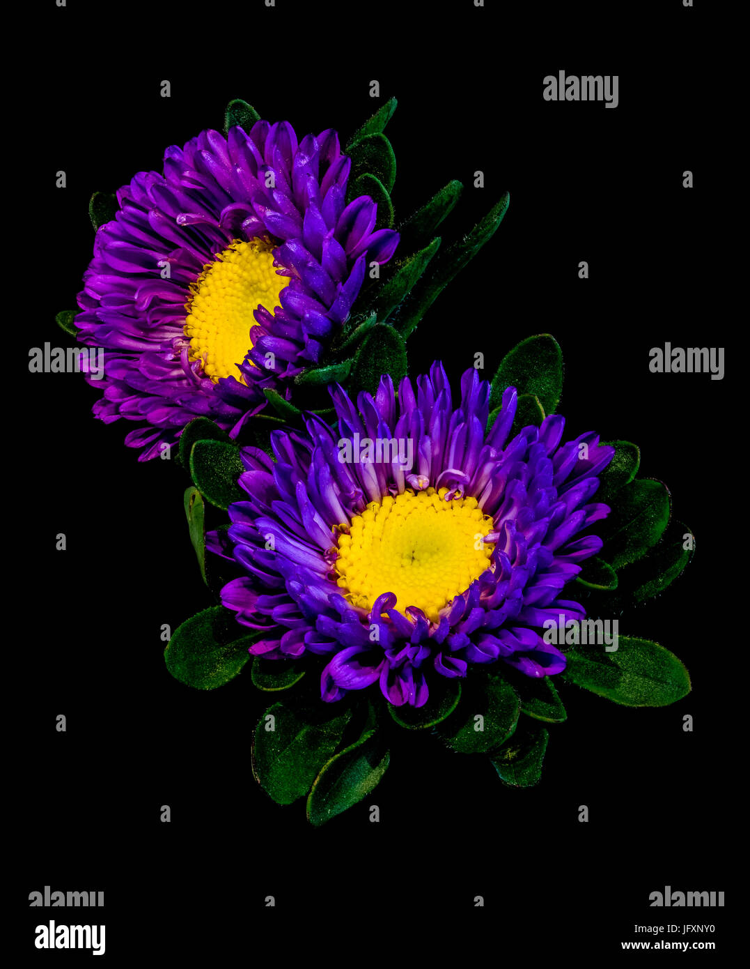 Fine art floral color macro of two violet yellow china aster blossoms with green leaves isolated on black background in vivid colors Stock Photo